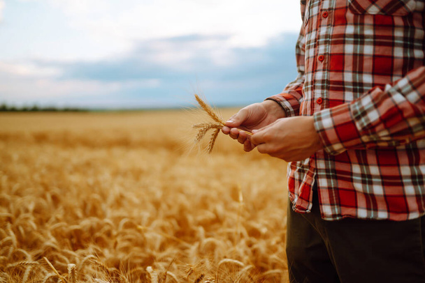 Пшеничная капуста в руке фермера. Рост урожая природы. Сельское хозяйство. - Фото, изображение