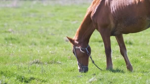 Cheval châtaignier mince mangeant de l'herbe pendant le pâturage dans les pâturages agricoles. - Séquence, vidéo