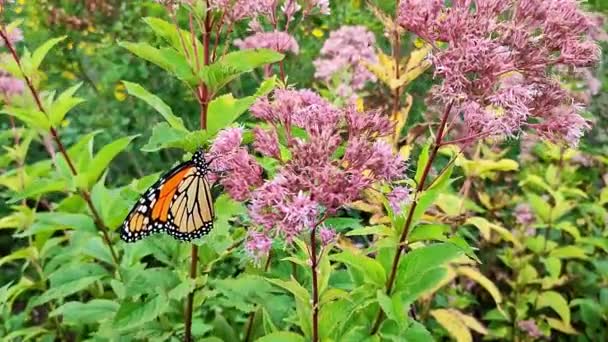 Mooie Monarch vlinder op weide bloemen natuur buiten - Video