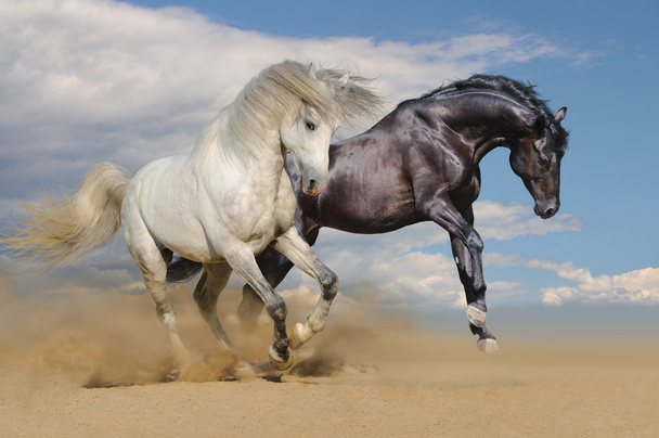 Cavalli bianchi e neri galoppano nel deserto
 - Foto, immagini