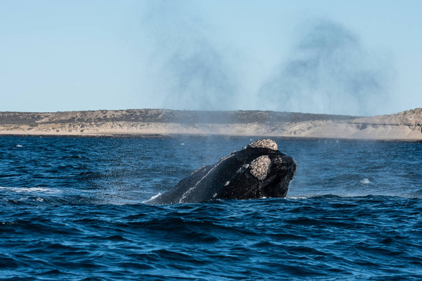 Respiración de ballenas francas Sohutern, Valdés Península, Patrimonio de la Humanidad de la Unesco, Provincia de Chubut, Patagonia, Argentina - Foto, Imagen