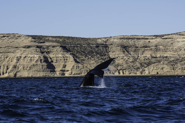 Sohutern rechtse walvis lob staart, bedreigde soorten, schiereiland Valdes, Patagonië, Argentinië - Foto, afbeelding