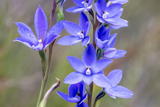 Close up de Australian Dotted Sun Orchid - Foto, Imagem