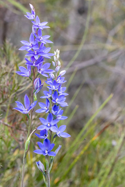 Close up de Australian Dotted Sun Orchid - Foto, Imagem
