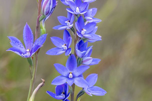 Close up of Australian Dotted Sun Orchid - Photo, Image