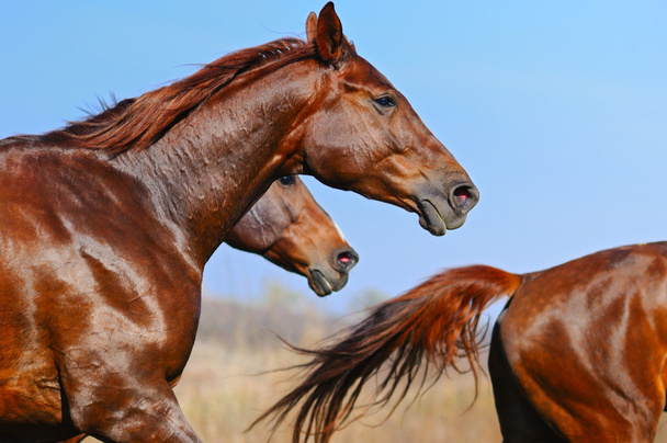 стадо лошадей в поле - Фото, изображение