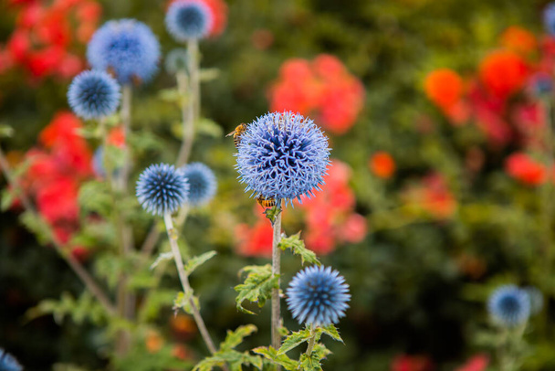 Flowers of Echinops ritro, the southern globe thistle. A species of flowering plant in the family Asteraceae. . High quality photo - Photo, Image