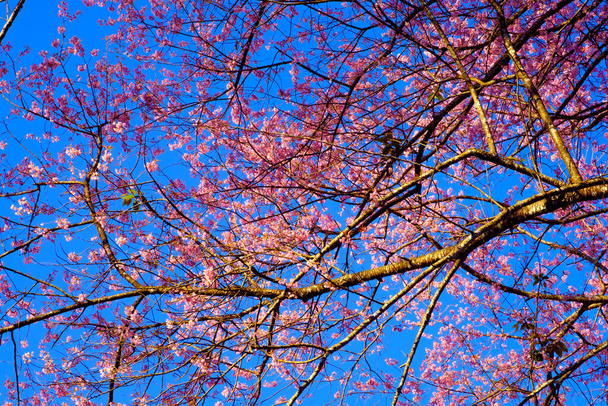 1月にタイ北部で1年に1度咲く野生のヒマラヤの桜. - 写真・画像