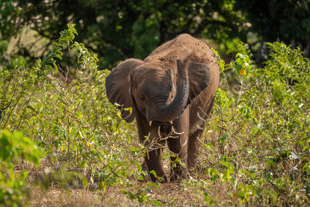 Afrikaanse struik olifant spuit aarde over het hoofd - Foto, afbeelding