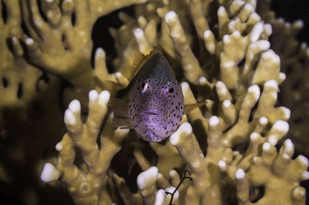 Una morena gigante (Gymnothorax javanicus) en el arrecife de coral con su cabeza sobresaliendo rodeada de corales blandos y peces antrópicos de color naranja brillante o dorados marinos - Foto, imagen