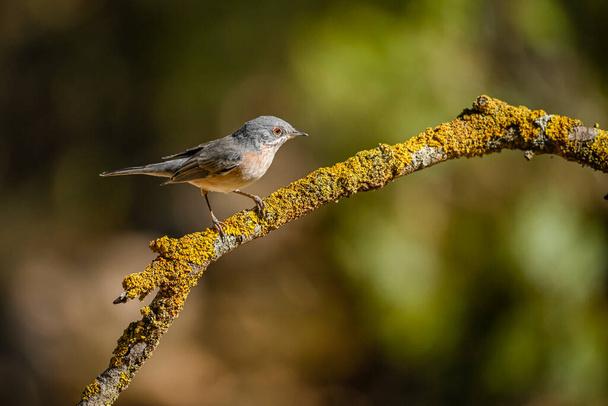 Sylvia cantillans or western subalpine warbler is a small warbler - Photo, Image