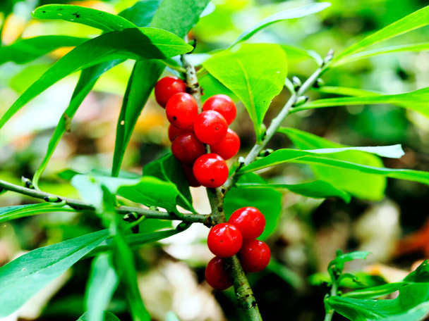 A Daphne Mezereum L. vörös érett gyümölcsei gyönyörűek és halálosan mérgezőek. - Fotó, kép