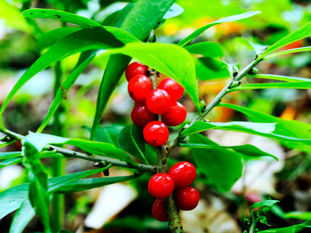 Красные спелые плоды Дафни Мезереум Л. прекрасны и смертельно ядовиты. - Фото, изображение