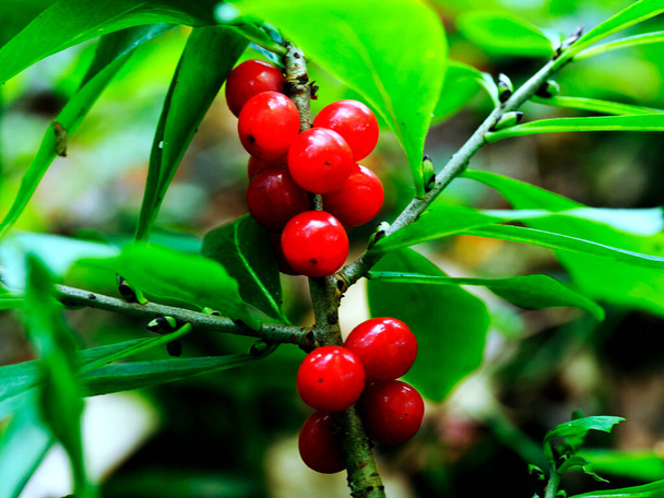 A Daphne Mezereum L. vörös érett gyümölcsei gyönyörűek és halálosan mérgezőek. - Fotó, kép