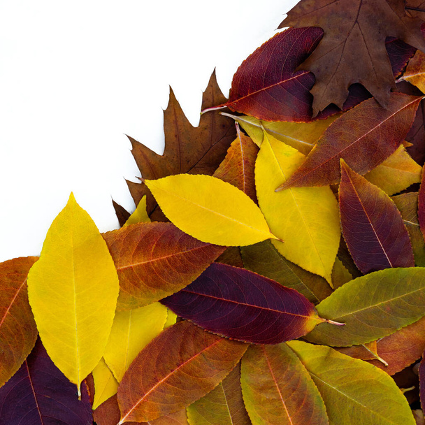 秋の花の背景と明るいカラフルな美しい落ち葉 - 写真・画像