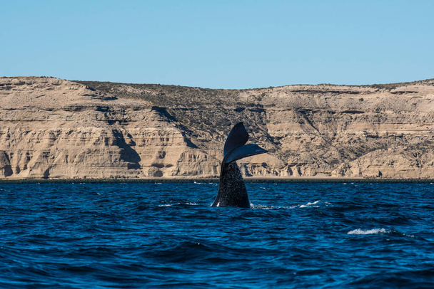 Sohutern rechtse walvis lob staart, bedreigde soorten, schiereiland Valdes, Patagonië, Argentinië - Foto, afbeelding
