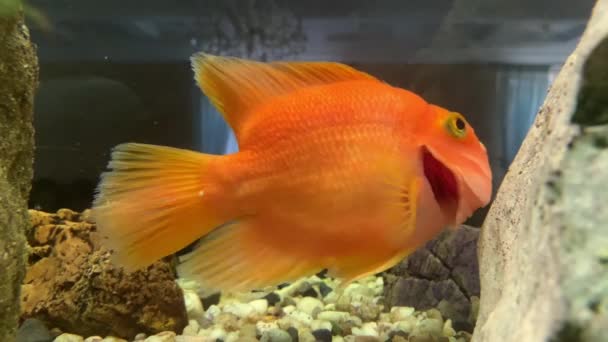 Červená ryba plave v akváriu, zblízka. Zlatá rybka plave na vodě s motory. Koncept: život pod vodou v akváriu - Záběry, video