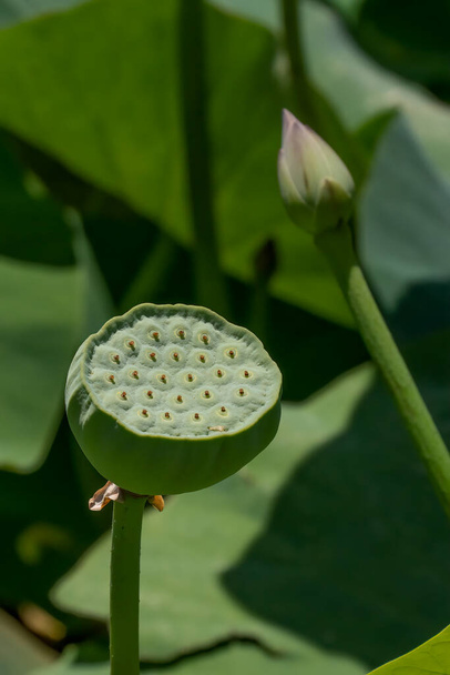 A close up image of a lotus seed head in a pond on a sunny day. - Photo, Image