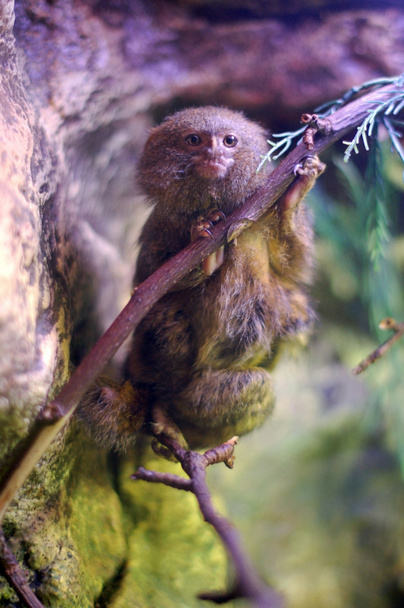 pygmee marmoset - Foto, afbeelding