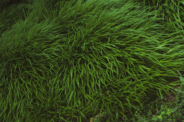 Bundle of green grass close up, evergreen vegetation, colorful vibrant botanical background. - Photo, Image