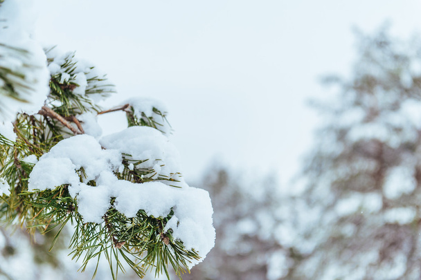 冬の森で新年のツリー。雪の美しい冬の風景には、木が覆われています。木々 は霧氷と雪で覆われています。美しい冬の風景。雪に覆われた木の枝。冬の背景. - 写真・画像