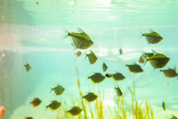 10 сентября 2022 года, Бразилия. Рыба в одном из аквариумов Bioparque Pantanal (Pantanal Aquarium), Кампу-Гранде, Мату-Гросу-ду-Сул. Это самый большой пресноводный комплекс в мире, содержащий 32 пруда и 220 видов рыб - Фото, изображение