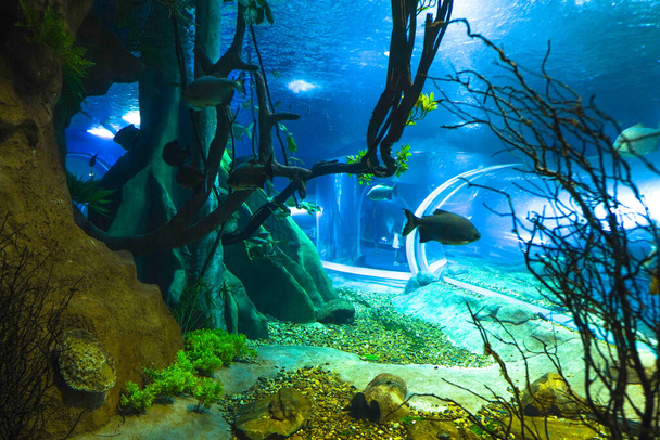 2022. szeptember 10. Brazília. Halak az egyik akváriumban a Bioparque Pantanal (Pantanal Akvárium), Campo Grande, Mato Grosso do Sul. Ez a világ legnagyobb édesvízi komplexuma, amely 32 tavat és 220 halfajt tartalmaz. - Fotó, kép