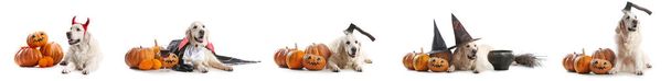 Set niedlicher Labrador-Hunde mit Halloween-Dekor und Kürbissen auf weißem Hintergrund - Foto, Bild