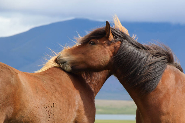 İzlanda atları vahşi doğada, gündüz görüşü  - Fotoğraf, Görsel