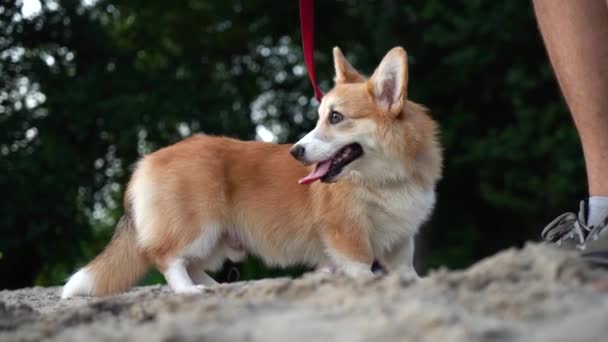 fröhlicher Corgi-Hund geht im Park spazieren. - Filmmaterial, Video