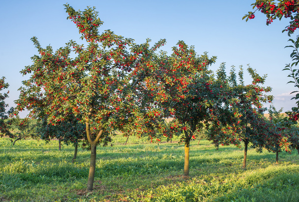 Huerto de cerezos
 - Foto, imagen
