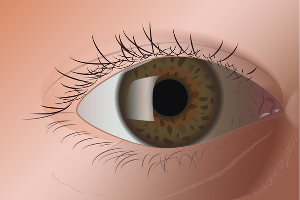 Realistische groene ogen - Vector, afbeelding