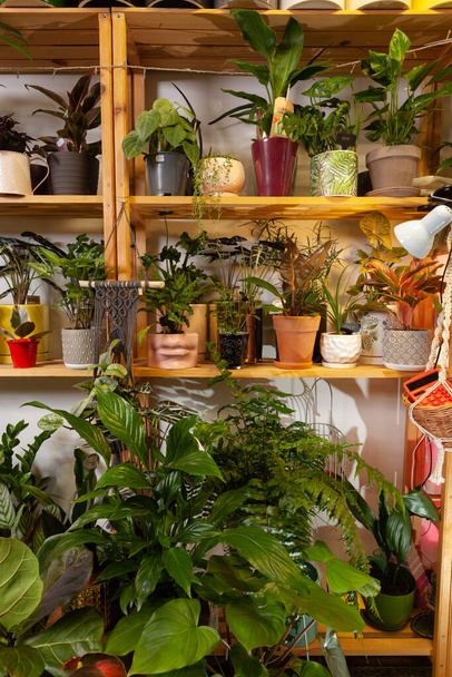 Una varietà di piante esotiche in vaso in un negozio di piante. - Foto, immagini