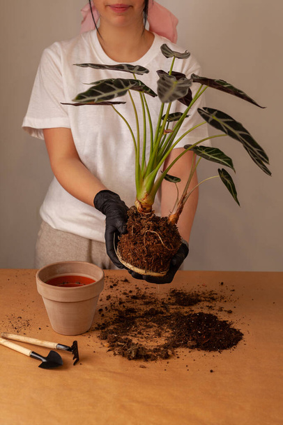 Transplanting a houseplant into a new flower pot. Girlss hands in gloves working with soil and roots of Alocasia Bambinoarrow plant. - Photo, Image