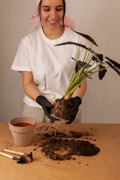 Transplanting a houseplant into a new flower pot. Girlss hands in gloves working with soil and roots of Alocasia Bambinoarrow plant. - Foto, Imagem