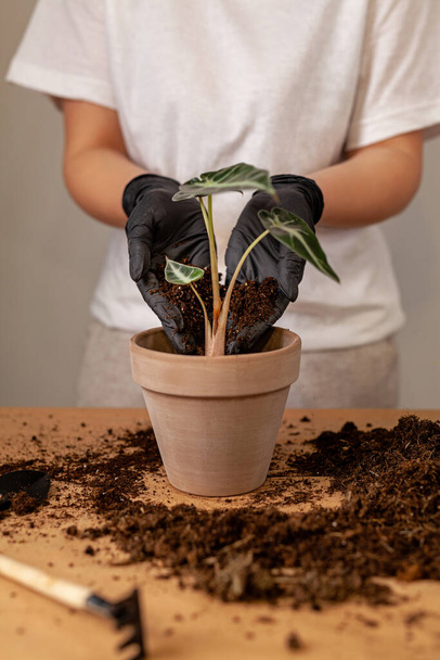 Μεταμόσχευση ενός φυτού σε μια νέα γλάστρα. Girlss χέρια σε γάντια που εργάζονται με το έδαφος και τις ρίζες του φυτού Alocasia Bambinovarrow. - Φωτογραφία, εικόνα