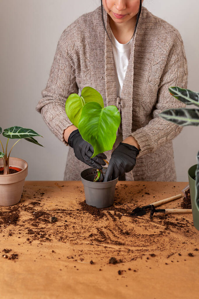 Transplanting a houseplant into a new flower pot. Girlss hands in gloves working with soil and roots of Monstera Deliciosa tropical plant. - Fotografie, Obrázek