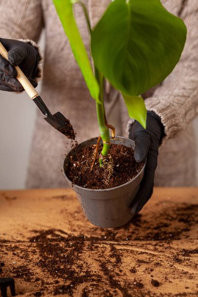 Transplanting a houseplant into a new flower pot. Girlss hands in gloves working with soil and roots of Monstera Deliciosa tropical plant. - Fotó, kép