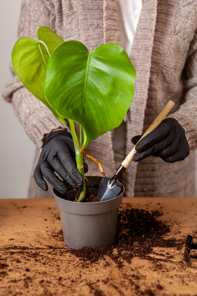 Transplanting a houseplant into a new flower pot. Girlss hands in gloves working with soil and roots of Monstera Deliciosa tropical plant. - Fotó, kép