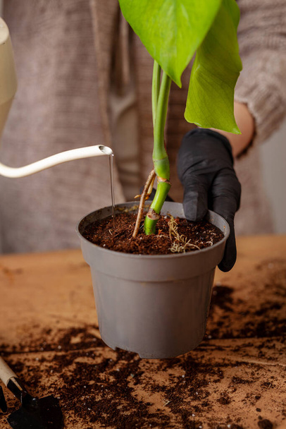 Transplanting a houseplant into a new flower pot. Girlss hands in gloves working with soil and roots of Monstera Deliciosa tropical plant. - Foto, imagen
