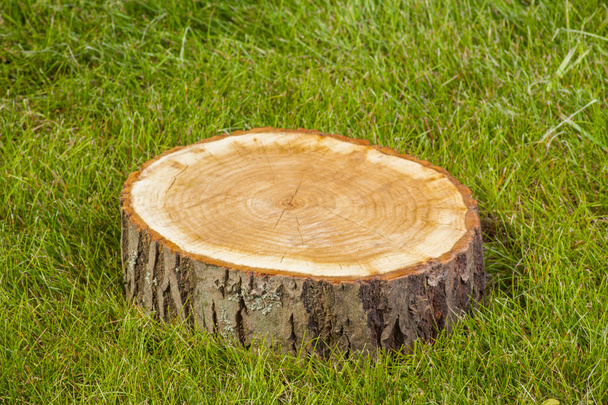 tree stump on the grass - Фото, зображення