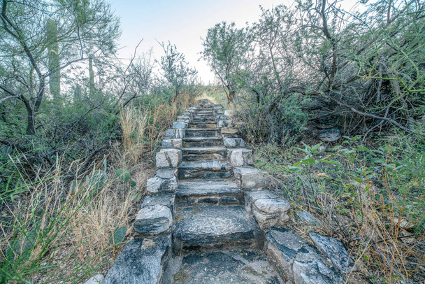 Sabino Canyon State Parkındaki yaban bitkileri ve kaktüsleri olan bir yamaçta taş merdivenler. Tucson, AZ. Çölün ortasında dar taş patika.. - Fotoğraf, Görsel