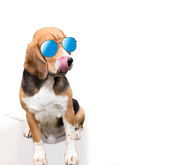 funny beagle dog licking his lips on isolated background - Photo, Image