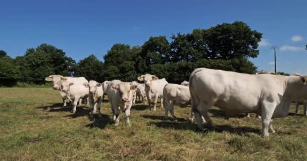 Bovinos Charolais. O Charolais é a segunda raça de gado mais numeroso na França. - Filmagem, Vídeo