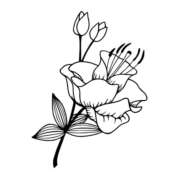 Flower Lily Apercot. Vector stock illustration. Isolate on white background, outline, hand drawing. - Вектор, зображення