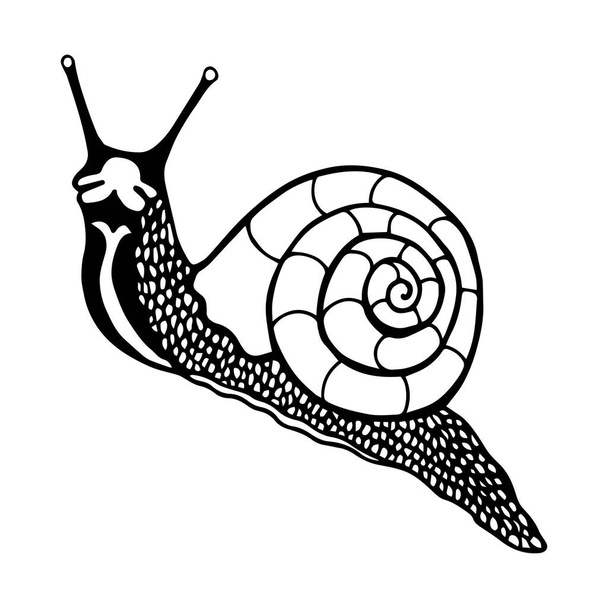 Snail. Vector stock illustration. Outline, isolate on white background. Hand drawn. - Vector, Image