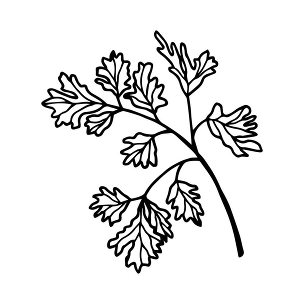 Celery Leaf. Vector stock illustration. Outline, isolate on white background. Hand drawn. - Vector, imagen