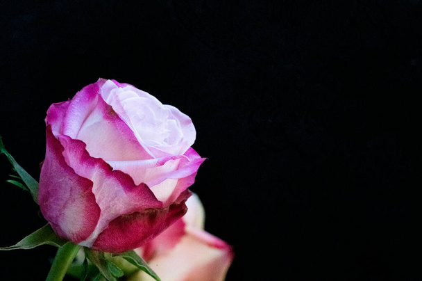 красивые два цветка розы на черном фоне - Фото, изображение