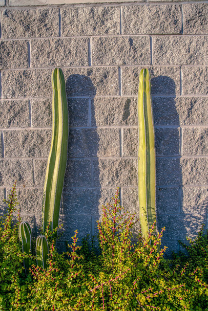 Columnar cacti on a planter near the stone wall- Phoenix, Arizona. There are green plants at the bottom along with the columnar cacti against the gray stone walls. - Photo, Image