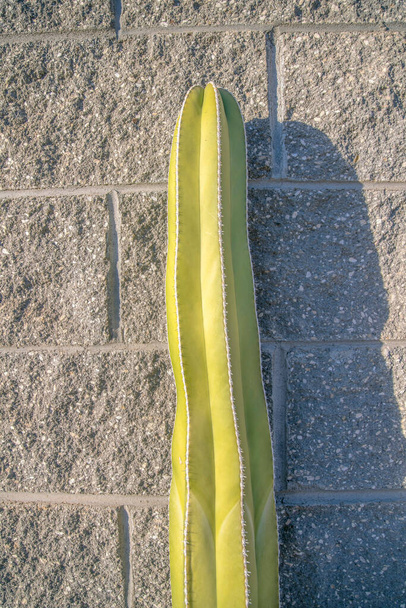 Close-up van een zuilcactus bij de muur, Phoenix, Arizona. Een kolom cactus tegen de betonnen blok stenen muur achtergrond. - Foto, afbeelding